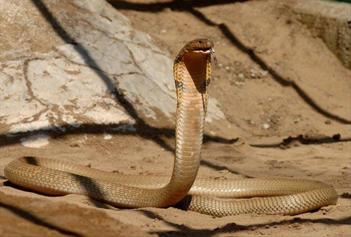 Günlük hayatta doğru bildiğimiz 25 yanlış - Resim: 24